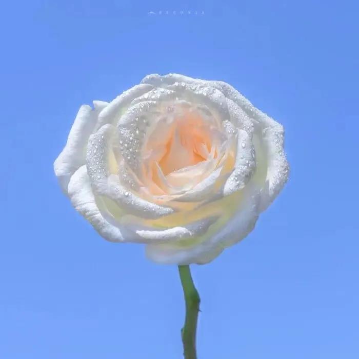 20，聆听日，夕阳的一天，旧仍然很长。