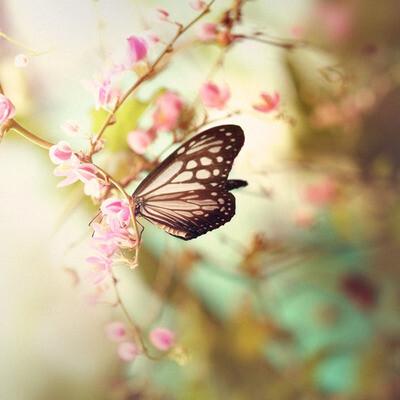 让我们和一个妹妹一起去，谁是谁是狗！