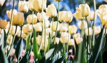 关于三个人友情的英文句子