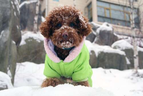 寒冷的波浪击中了朋友圈谈论