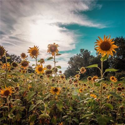 15.友谊可以促进竞争：当朋友之间有竞争时，他应该互相帮助并一起取得进步。这是真正的友谊。