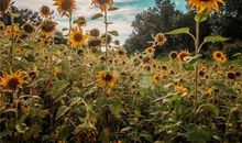 讲朋友之间友情的句子