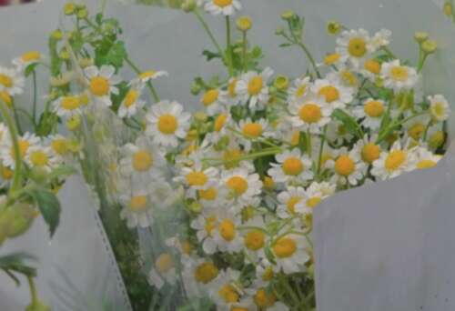 29，每种恩典都有一个倒钩，它会钩住翼的嘴，施安人想要拖他去那里。