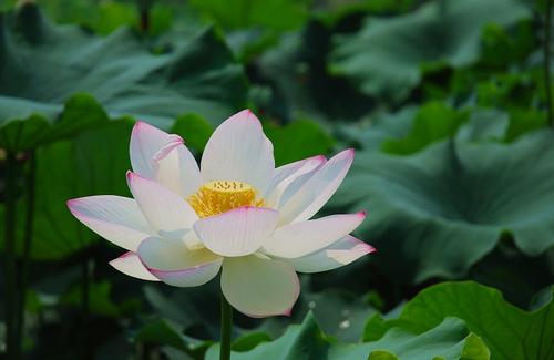 在夏天发送客户问候信息