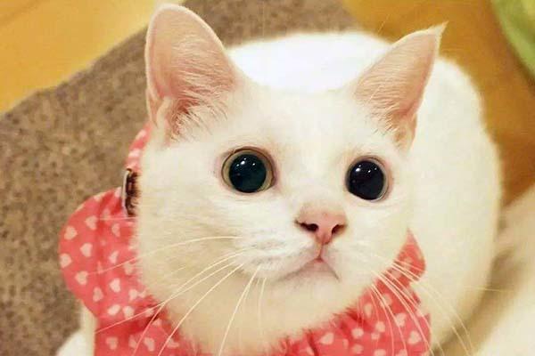 那些能进入我的心的人,我将等待以色列军队的死亡;那些不进入我的心的人,他们会不会敷衍。