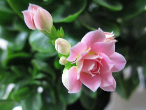 肛肠疾病问候文本消息如何发送