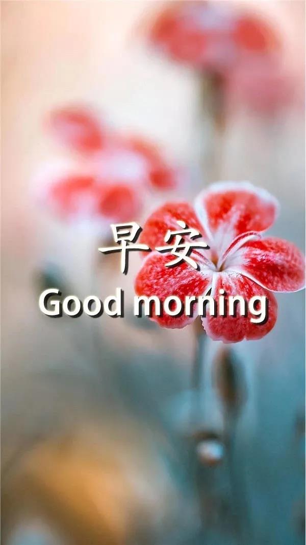 早上好2021最美丽的图片2