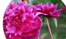 牡丹花开花了拟人句子