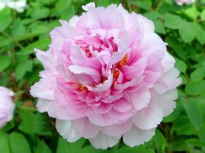 描述牡丹的美丽隐喻