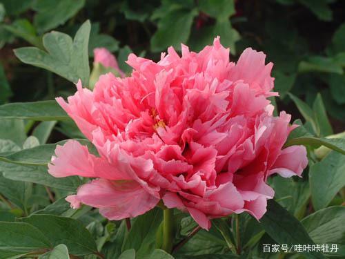 牡丹花朵开花anthropod