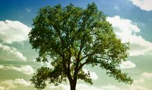 夏天的树的句子