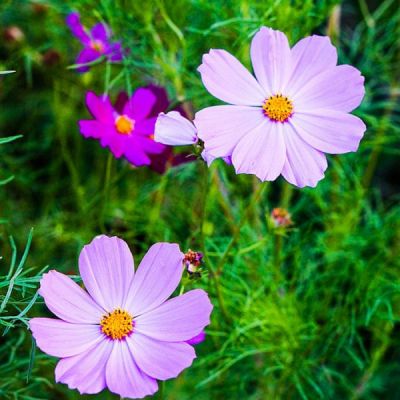 友谊爱情家庭的刺客