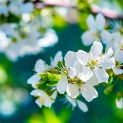 句子的前景1句子1