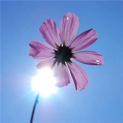 15,你不能留下的时间,年龄的增量成熟;只有在此温暖的卡片中,申请没有标准诗歌,带来我真诚的祝福!