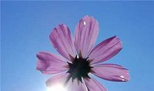 描写友情和好的句子