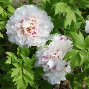 描述句子1，珍惜同事之间的友谊