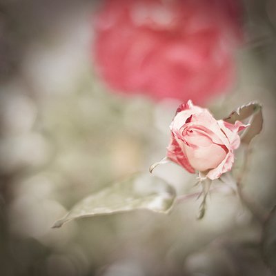 15. Romoren曾说过：“和朋友在一起，生活显示其所有价值。一个人对朋友活着，保持自我的完整性你自己的生命是不足的，也不是时候蚀刻，也是为了朋友。“在生活之路上，我们不会孤单，因为我们有朋友，它不会难过;我们会幸福，会因为我们有朋友而幸福。朋友在我们的生活中是一个美丽的风景。请持有你的风景，不要让它死。