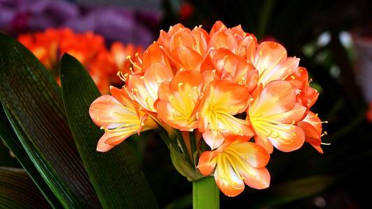 15，祝你在新的一年：你的职业生涯是老虎，你的钱是很多钱，你不能努力工作，你不会努力工作，悠闲地像鼠标，浪漫的音乐，幸福，你是！