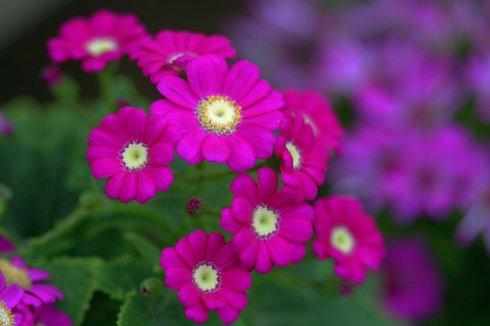 狗在新的一年后问候