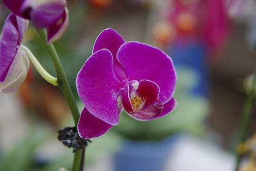 狗在新的一年之后，请短信1