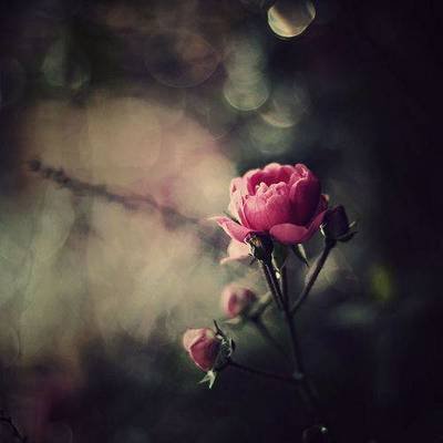 15.有些人充满敌意和恶意，因为他们从未被治疗过温柔。