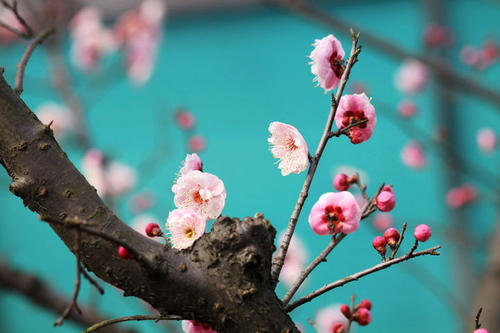 36.在风吹中,山上山脉的野花是开放的,两人,灌木丛......人们面对这一宏伟的大海,麻烦消失了,没有略有。由于春天的颜色为我们带来了力量和信心。
