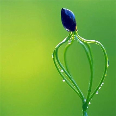 李春的句子美丽抒情短信1