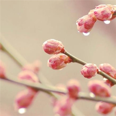 李春的句子美丽抒情短句