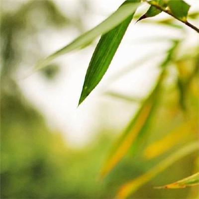 15,一个风和一个下雨了解天气,一个寒冷是本赛季,一点被滴下,听着花卉语言,一颗心,祝你生命。倒在寒冷寒冷的冬天,放在春天的阳光下,祝你春天快乐!