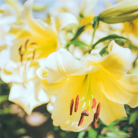 15.春天，这绝对是一个充满生命的卷轴。无论是破坏的，它仍然被释放。