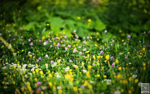 写一些描述春天美女的经文