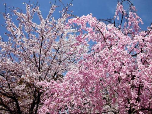 赞美武汉樱花的句子