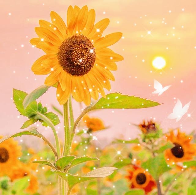 早上好，心情，美丽，1