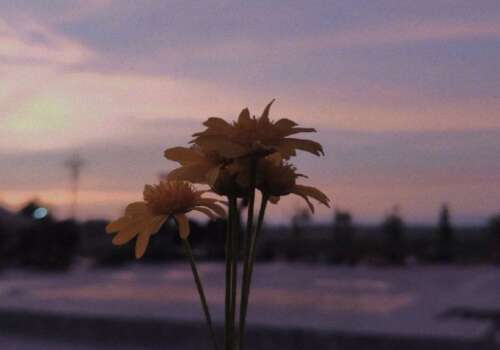 悲伤的文字的声音