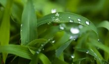 雨水节气的唯美句子