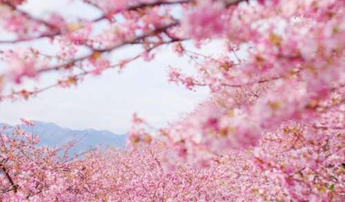 关于樱花1的美丽短句