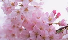 关于樱花的文案