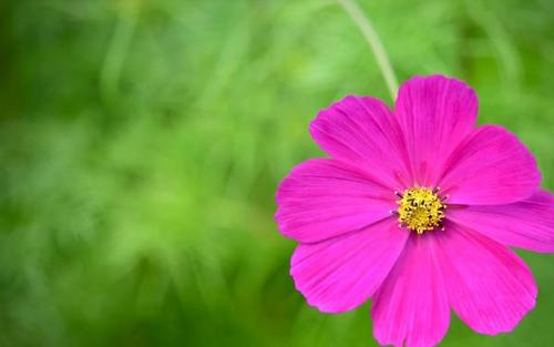 春天花诗歌会谈