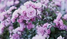 春天的花诗句