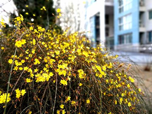 金春天是开放的