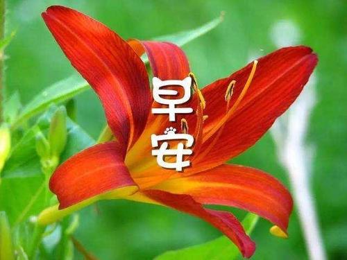 2020早上好短暂的句子