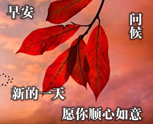 一个美丽的问候图片1