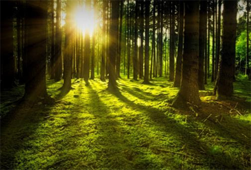 15.植物在眼中,绿色涟漪;培养湾仔苗,有时会有全眼洋葱;保护森林和固体沙子。树植物在这里,种植了希望的树木,我们也有一个绿色的家!