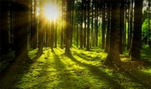 适合植树节发朋友圈的句子说说