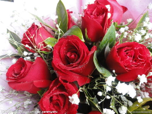 送女朋友花贺卡