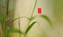 关于雨水节气的句子