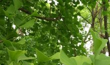 描写春天的银杏树的拟人句子