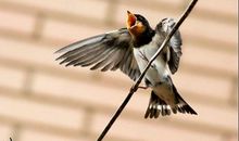 形容小燕子的词语