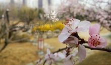 三月你好的心情说说