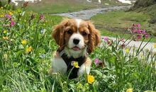 儿童运动会口号八个字